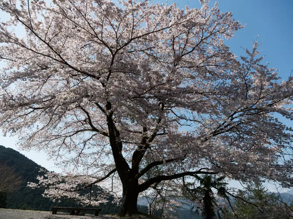 八徳の一本桜。

到着時はそれほど人はおらず、桜目当ての人は全体で5人くらいでした。地元っぽい人の話では一週間前が見ごろだったようですが、これでもなかなか良いのではないかと思います。