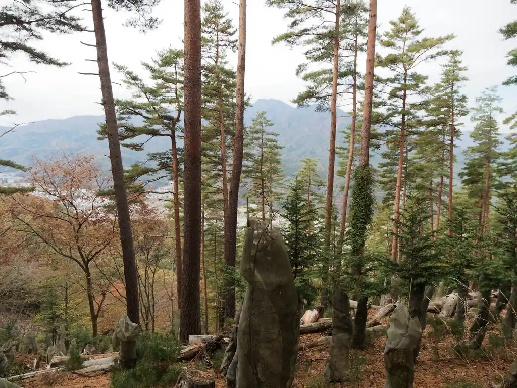 下山していくと伐採地に出たが、それほど長めはよくなかった。