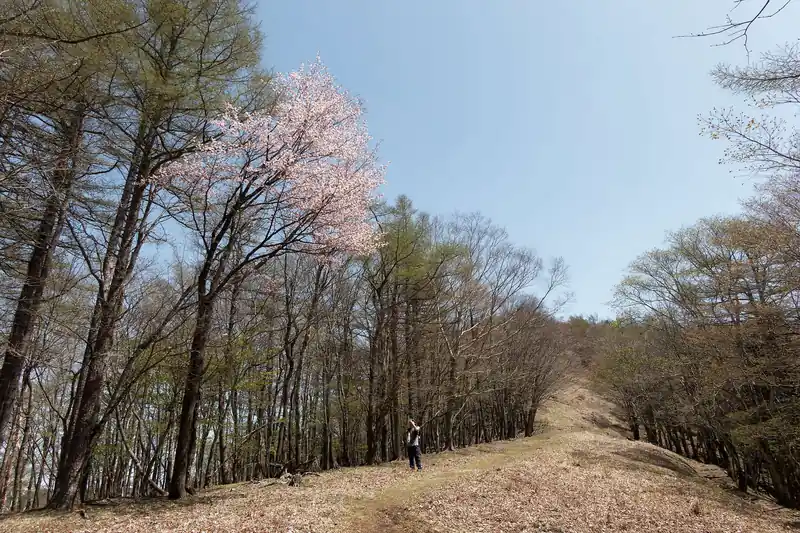 桜でしょうか。詳しくないのでよくわかりません。