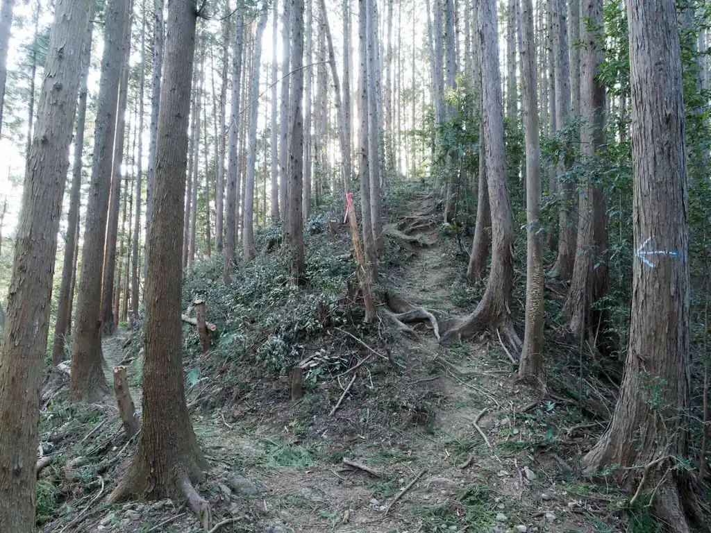この飯能アルプスコースは大量の小ピークがあるのですが、だいたい巻き道があります。もちろん巻き道を歩いてもOKなのだが、例外的に何か所か巻き道じゃないところがあって、そこだけ注意。