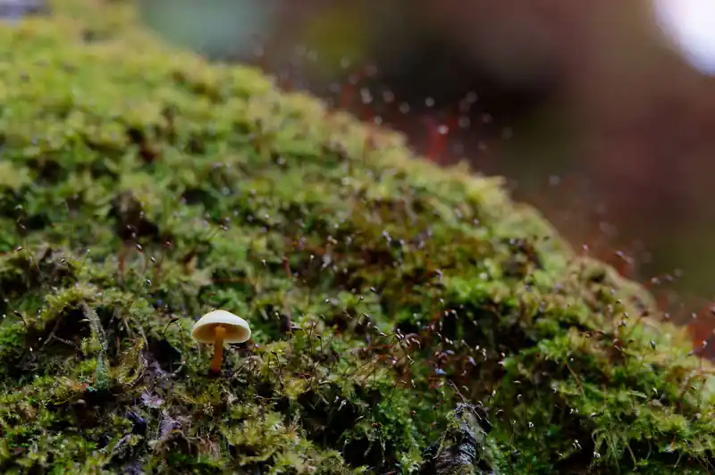 苔に小さなキノコ。マクロレンズではないんですが、撮ってみました。
苔見ると撮りたくなりますよね…？