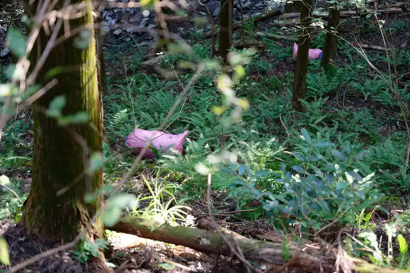 沢沿いにピンク色の袋が投棄されていたり…。