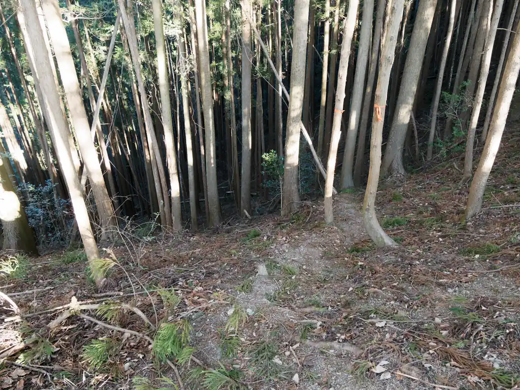 道中ロープが張られているところもあるものの、登りならロープなしでも歩ける。
尾根に出ると明るくなって雰囲気が良い。