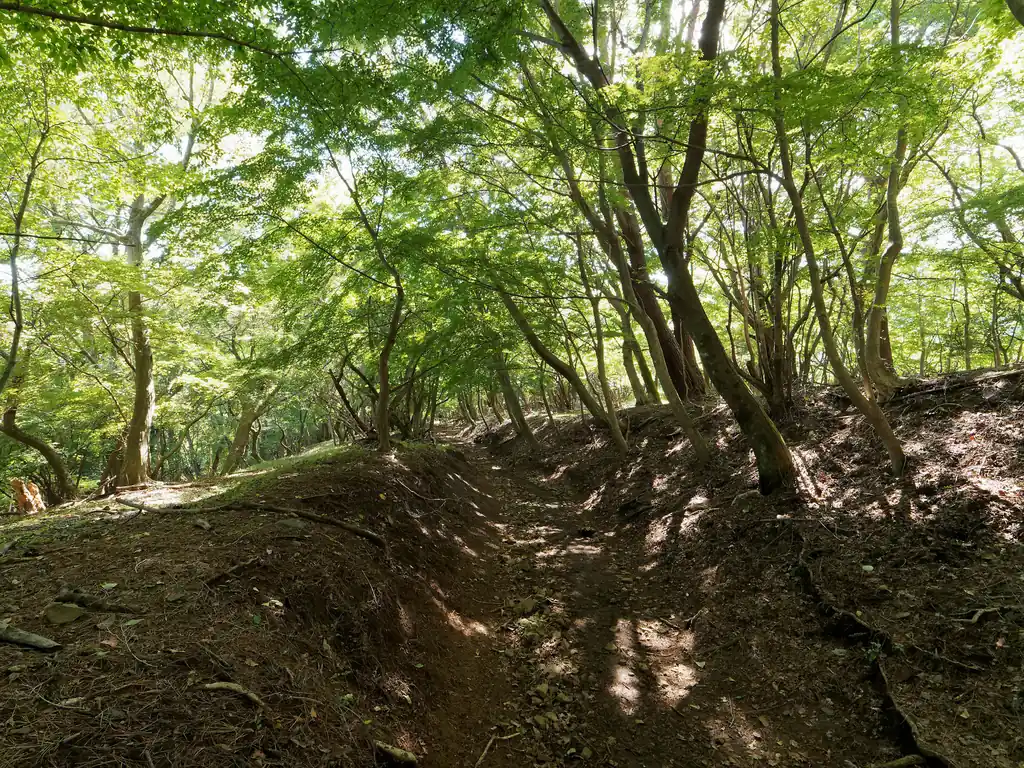 徐々に雲が晴れて陽が差す登山道。良い雰囲気だ。こういう道をあるきたかったんだよ俺は！