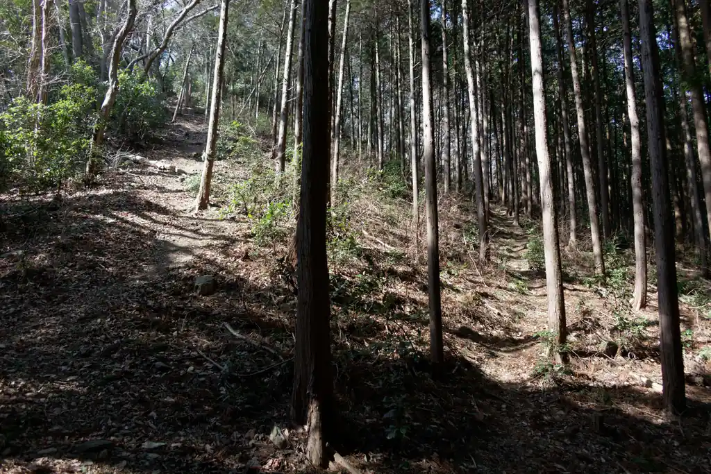 左が激下り。右は巻き道っぽい。巻き道歩いて来ればよかったと思っているところ。