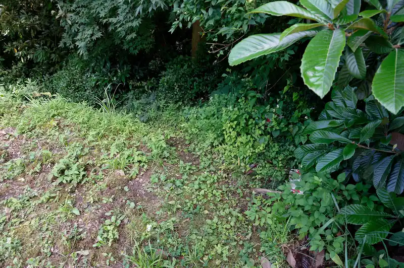 林道を歩いていって、途中から雑草が繁茂したショートカット道を歩いて行く。
しかし本当に雑草だらけで歩いて大丈夫なんだろうか？と心配になるものの、歩いてみると蜘蛛の巣が多いこと以外は問題なく。