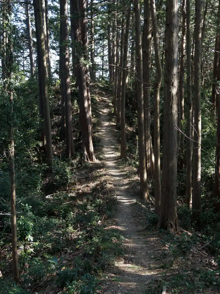 なかなか雰囲気の良い道です。植林だけど。