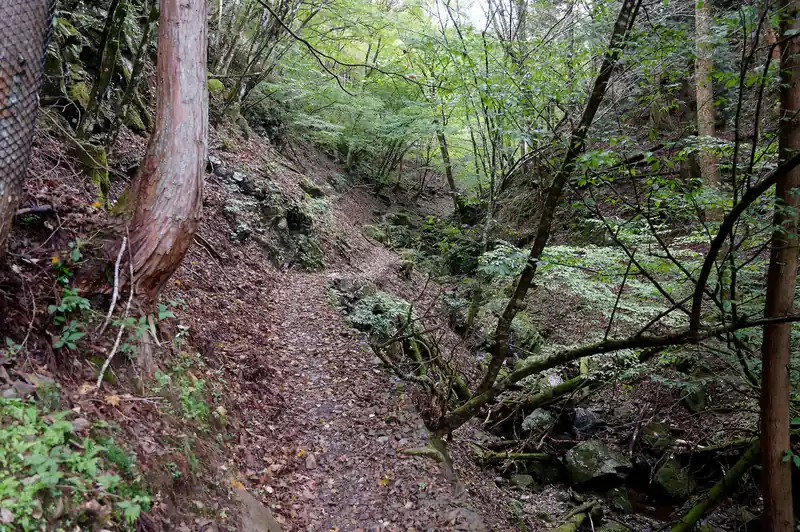 緩やかに登っていく。
川苔山は近い。