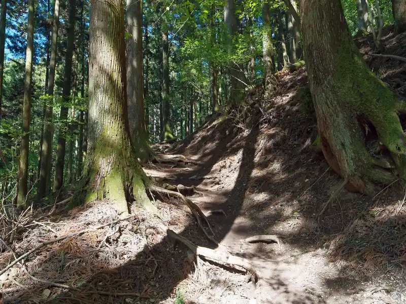 登る人が多く、表参道ということもあり、登山道は極めて歩きやすい。不明瞭な箇所はなし、危険箇所も一切なし。細いトラバース道さえなく、安心して歩ける道が続く。