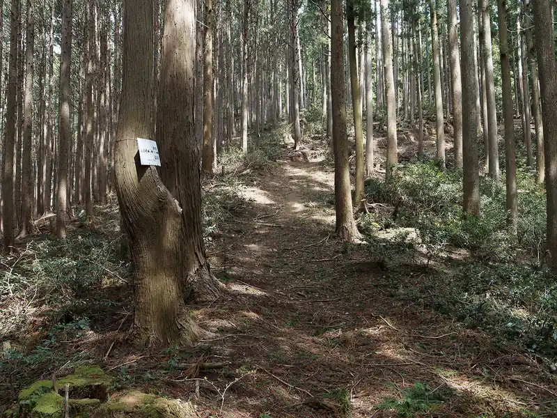 ここからまた急坂を登り返す。