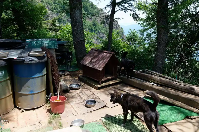 三つ峠山荘前で飼われていた犬。
一匹だけ元気に吠えていましたが、他は暑いのか日陰で大人しくしていました。