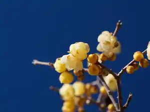積雪の宝登山と蝋梅