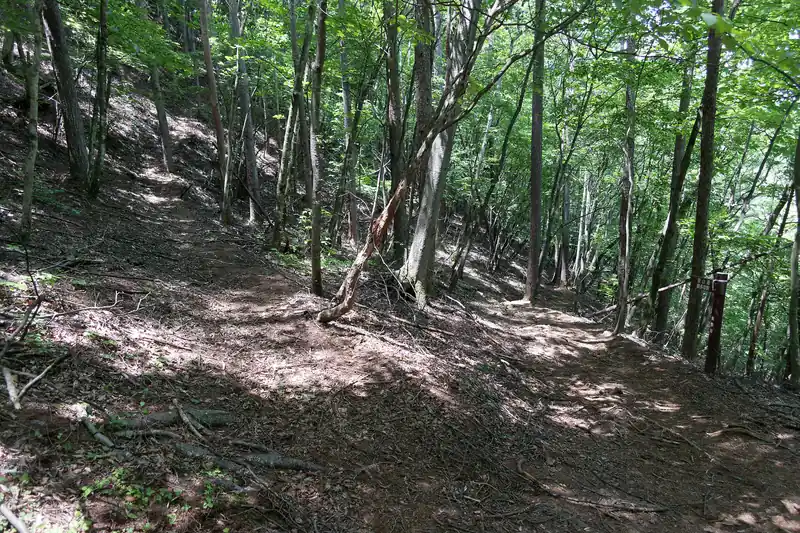 さっきのカラマツの広場・シロヤシオの広場の分岐から先は、急に分岐が増える。大抵道標が設置されていることもあり、道迷いの心配はないと思うが…。

どうも都民の森の散策路になっているらしく、それで分岐が多い模様。