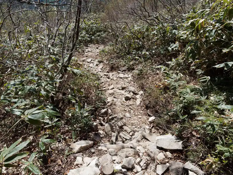 平標山の家からの下山道もよく整備されて歩きやすい道が続く。