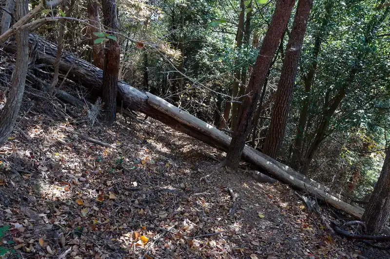 ここからは九十九折の歩きやすい道が続きます。
とはいえ倒木がとにかく多く、写真の倒木は下をくぐるには狭いし、上を乗り越えるには高さがあって大変だった。
結局気合で乗り越えました。
他の倒木は下をくぐったり、上を跨げば余裕です。