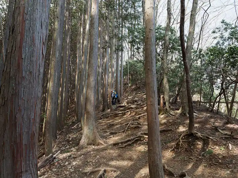 岩茸石から再び登る。ここから権次入峠までの登りが地味にきついところ。