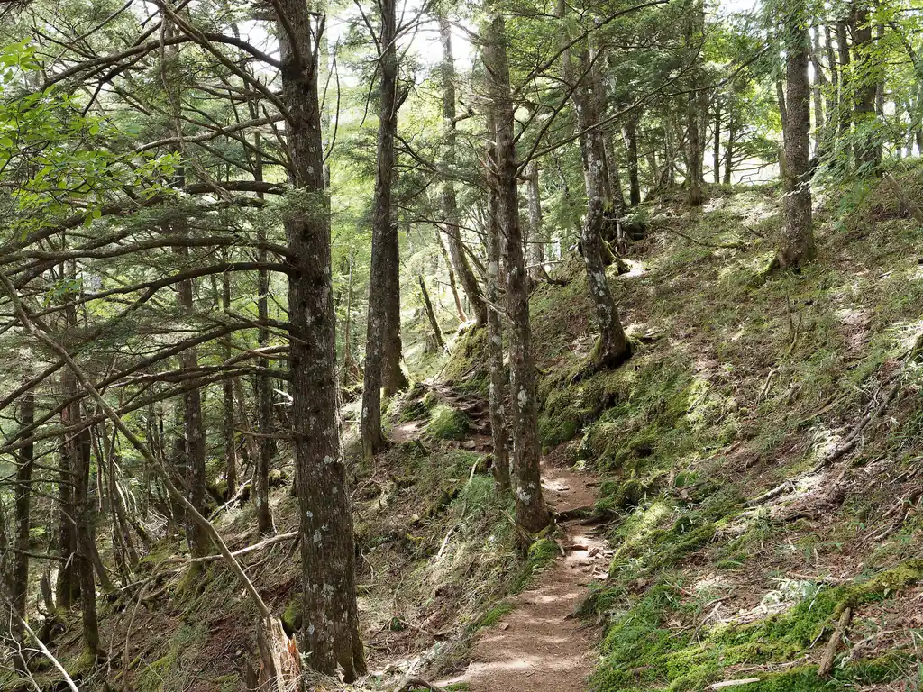 苔むしてる感じが如何にも高山という感じ。
いつもの杉林じゃないのも良い。