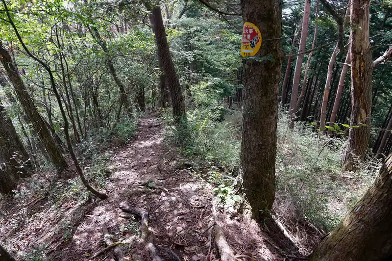 すぐに尾根に乗って、後はのんびり下るだけ。