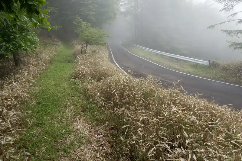 振り返って撮影したんですが、林道再接近ポイントです。
しばらくは林道と並走するような形で山道を歩いていきます。