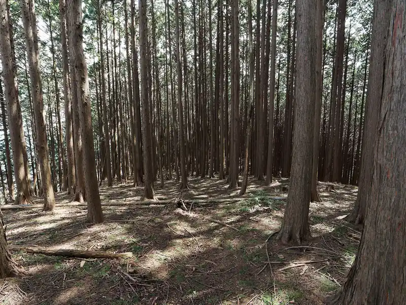 森の中を進む。