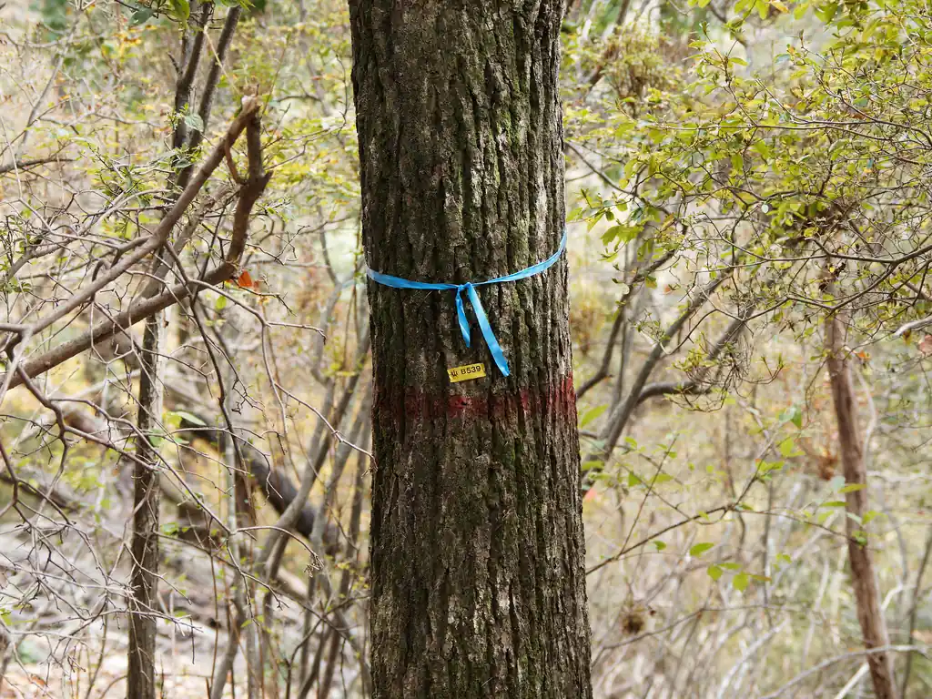 この山、たまにこういう感じで木にマーキングがされてるけど、林業関係だと思う。登山者向けのリボンなどは特になかったように思う。