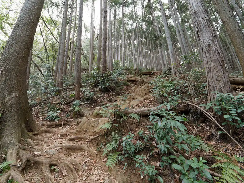 登りはじめは少し急ですが、やはり歩く人が多いとあって歩きやすい。
木の階段やステップが刻まれているところも多い。