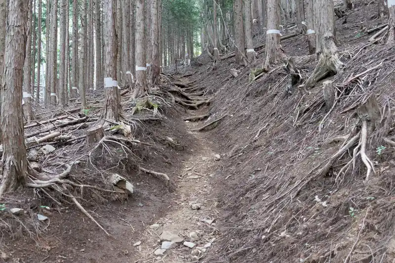 植林の森の中を歩いて登っていきます。