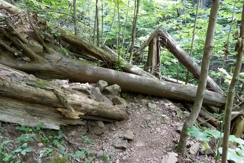 そのまま行くと倒木。
本来は直進する道のように感じましたが、倒木で道が封鎖されています。
写真左側に高巻く道があるので、そこを歩きます。