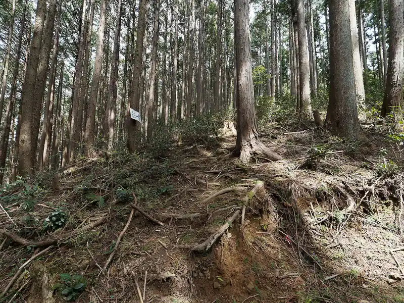 なかなかにきつい。
地形図を見るともう一個この先に急坂があるはずなのだが…