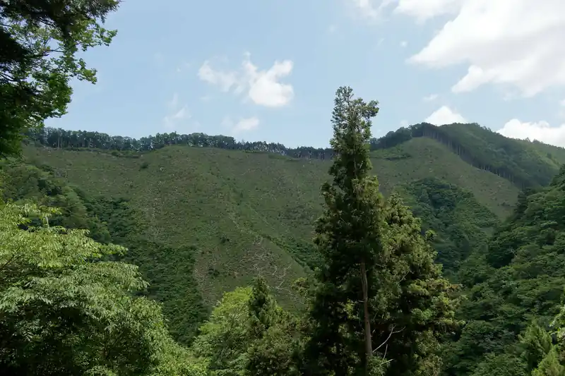斜面が伐採されているのは恐らく、鞘口山から伸びる尾根だろう。踏み跡は薄いらしいが歩ける道らしい。正直、下山はあっちの尾根道を歩こうかと思ったのだが、一部かなり踏み跡が薄い場所もあるらしく、下山で使うのは少々不安だったのでやめておいた。