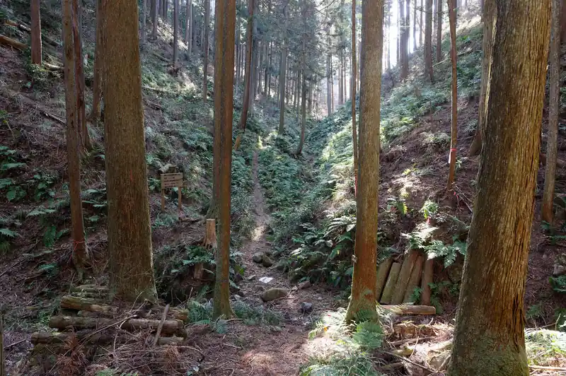安楽寺方面。斜面の横を大きなインターバルで九十九折に登っていくようです。