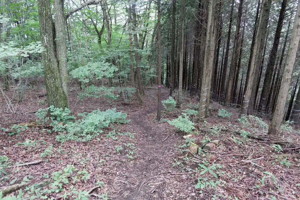 こっちが進むべき道。少し下るような感じです。大羽根山方面に続く道かな～と勘違いしちゃったんですよね～。