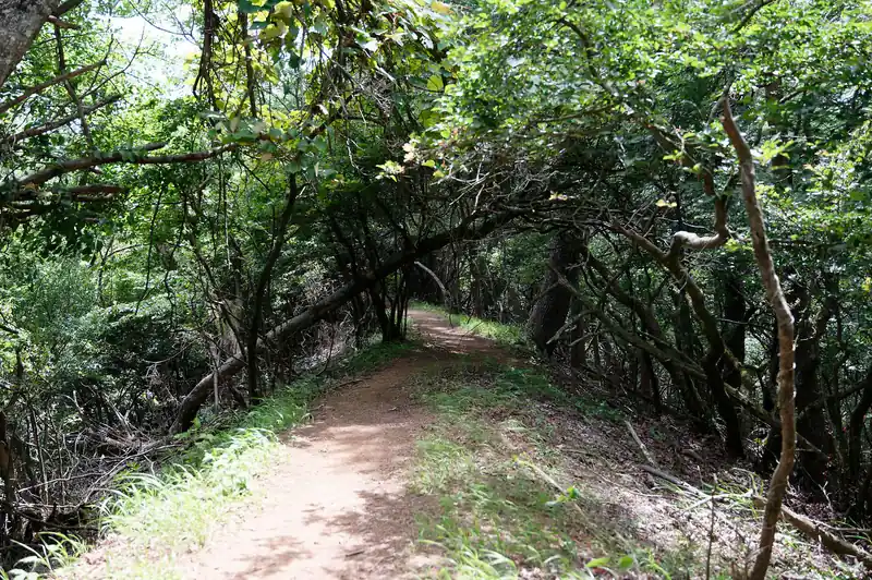 ちょっとだけ痩せた道もあるものの、距離は短く、樹林帯であることもあり高度感はない。
特に富士急行線側（東側）は急斜面になっている道が多いので、そこだけ要注意。