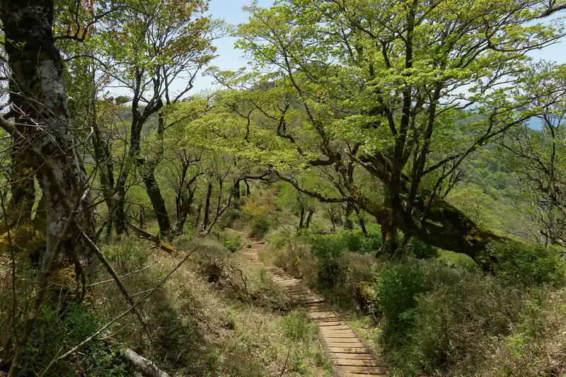 徐々に樹林帯へと突入。
まだ丹沢山へ向かう登山者は多い。泊まりの人もいるのかな。どれくらい宿泊者で埋まるもんなんだろうか？