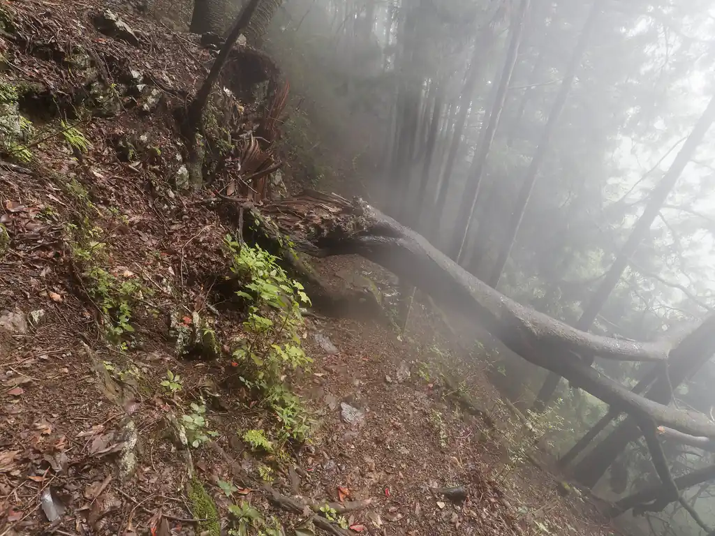 ロッククライミングしている人たちを横目に、歩いていくと倒木。これは振り返って撮影した写真ですが、ここの通過は難儀した。
上から通るには高さがあるし、下のスペースはそれほど広いわけではない。頑張ればザック背負ったままでもなんとかなりそうだけど、ちょっと辛かったので、ザックを下ろして手に持った状態でなんとか通過。
このあたりで二人の登山者とすれ違う。大岳山から降りてきたのかな？
