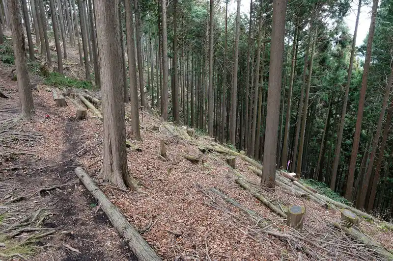 そのまま進んで行くと、エンジン音が森の中に響いていました。
木が倒れる音もしており、ちょうど伐採中だったようです。