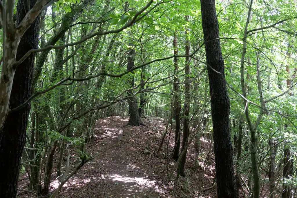 もっと植林の地味な道が続くのかと思いましたが、緑の眩しい自然林っぽい尾根道でなかなかよいです。特にこのあたりは。
