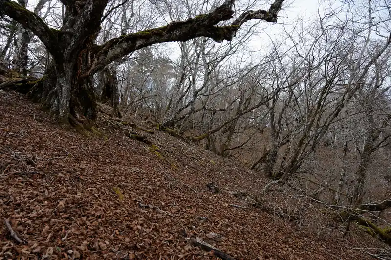 山頂が見えてきました。
もう既に足はだいぶ疲れてますが…。