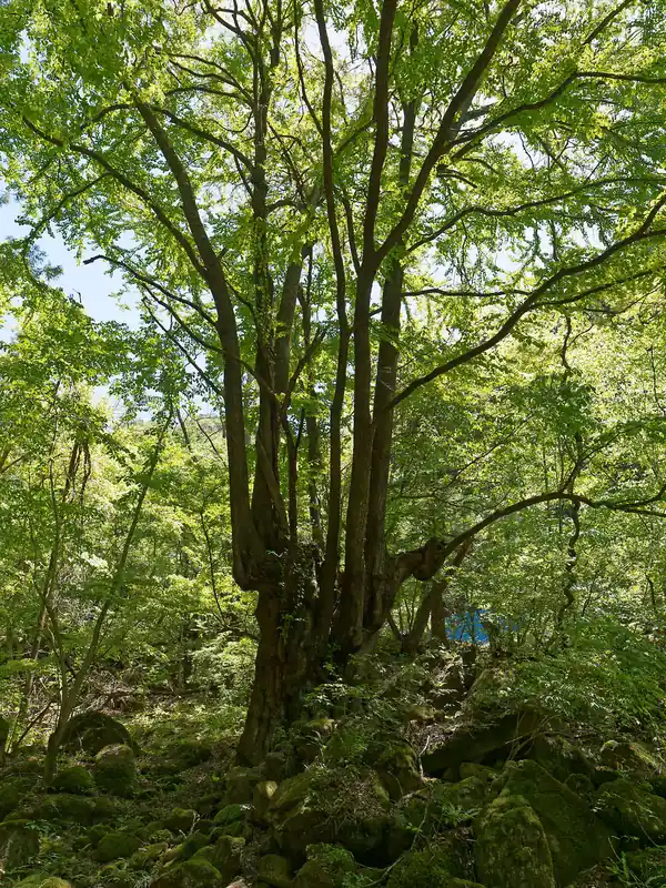 途中大きな木を横目に見つつ…