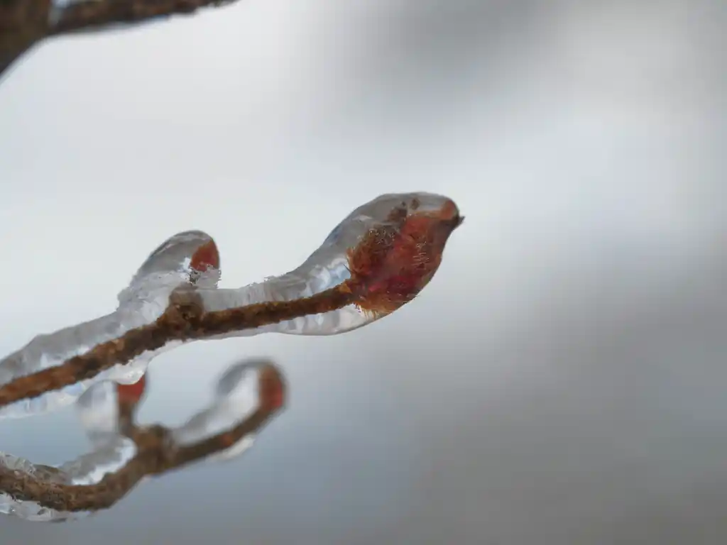 木が氷でコーティングされていた。こういう光景は始めて見るのでちょっと感動。
こういうの霧氷って言うんでしたっけ？