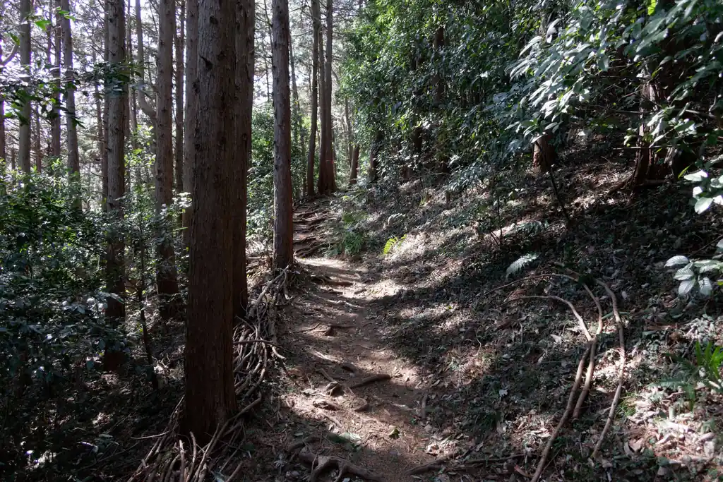 この道はずっと尾根通しに歩いて行く道で脇に逸れる踏み跡もなく、わかりやすいです。

山頂まではずっと登りなんだけど、それほどきついという感じでもないかな。