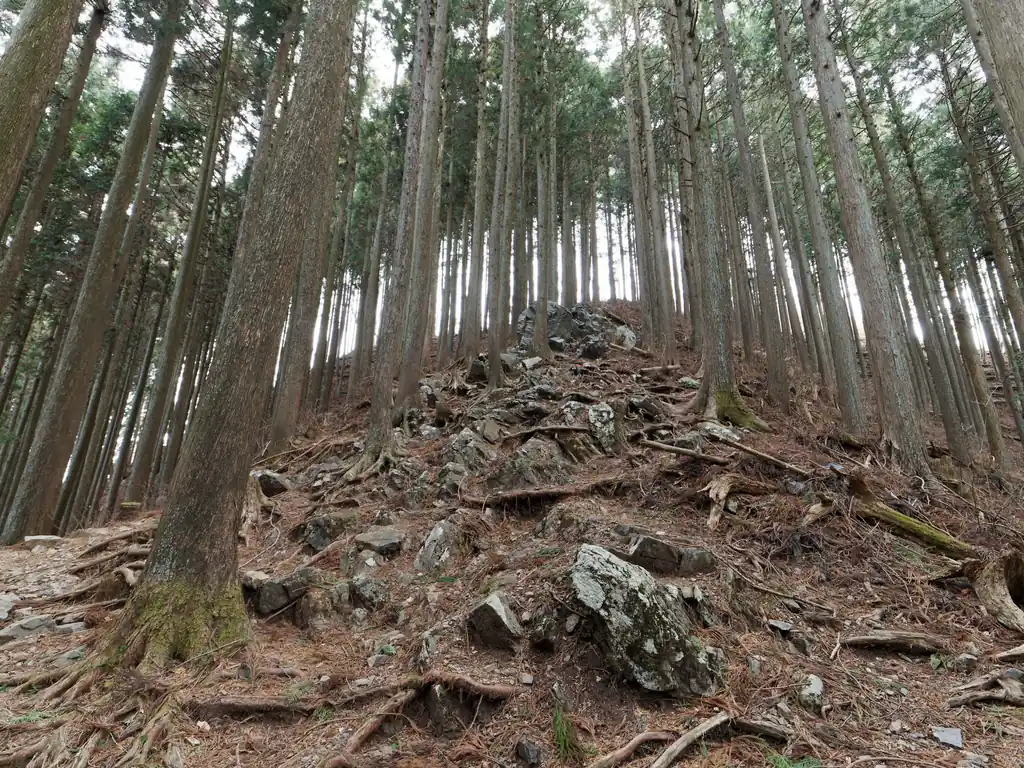 岩茸石山から高水山まではのんびりとした道、という記憶だったんですが、岩茸石山山頂直下は岩がちな道だったことを忘れていました。
まあ特に危ない感じではないけど。