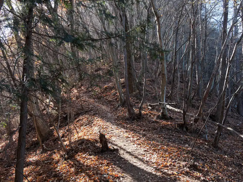 コタラ山の先の短い痩せ尾根を通ると、尾根上を歩いていく。しばらくはなだらかな道だがすぐに急登が始まる。
この急登が若干怖い。落ち葉が多いのと、下部は露岩の道で、落ち葉の下に何があるのかさっぱりわからないのだ。
一度、落ち葉の下にあった岩に気づかず、蹴り出した時に岩が猛回転しながら坂道を転がっていった。
少し離れたところを登っていた女性登山者には当たらなかったが、本当に申し訳なかった。
登山じゃフラットフッティングで歩くように気を付けないとダメだな、と反省した。