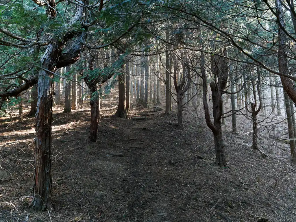採種林周辺は本当にそのままの森、という感じ。
ただ少し歩くとしっかりと整備された森になる。