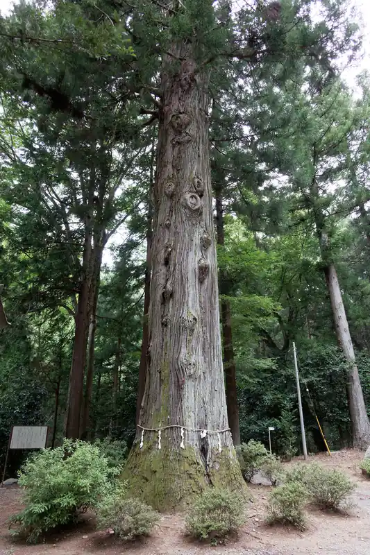 立派な大木。樹齢1000年を超える杉のようです。