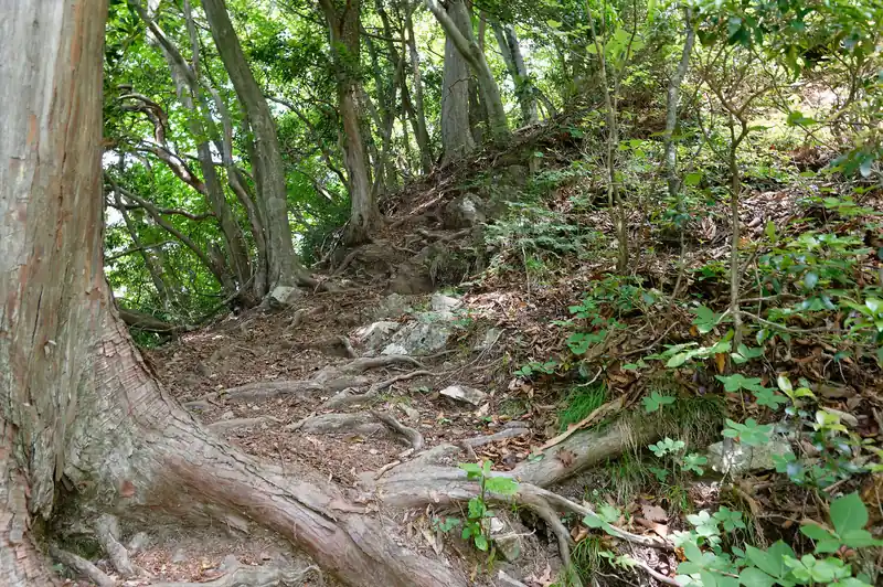 大抵は普通の登山道。