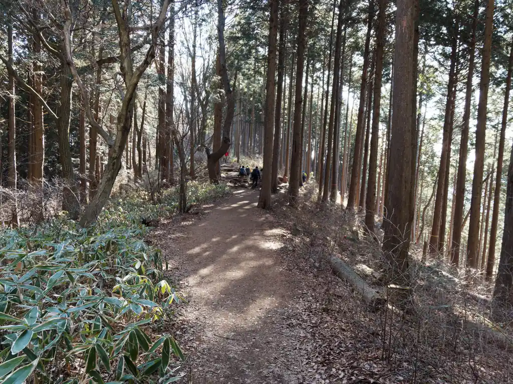 この縦走コース、危険個所は全くありません。痩せ尾根もないし、急斜面、岩場とかもなく、全体的にとても歩きやすいコースです。