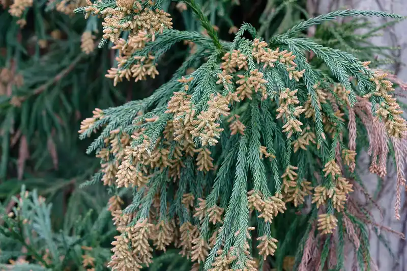 花粉の季節になりましたが、ご覧の通りたんまりと花粉が…
ちなみに私は今のところ花粉症らしき症状は出ていません。