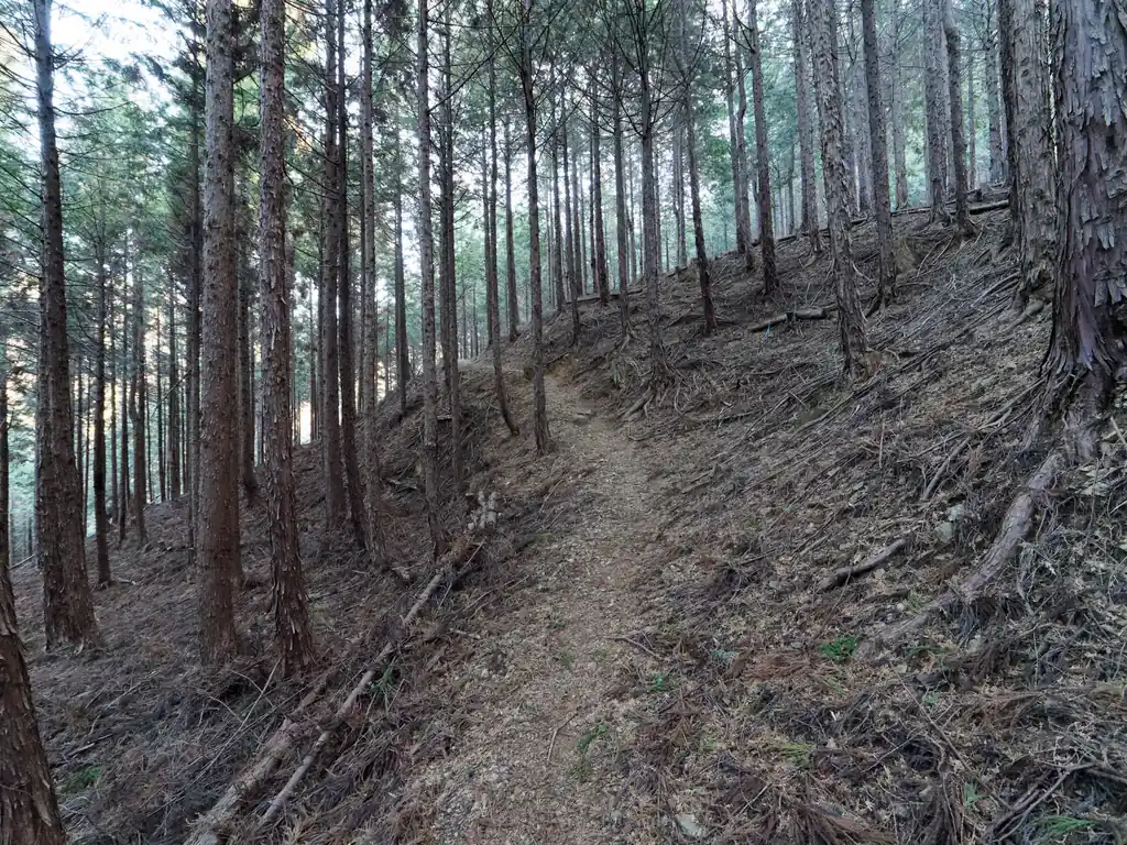 そのまま登山道を進む。
植林っぽい樹林帯の道。割と暗め。