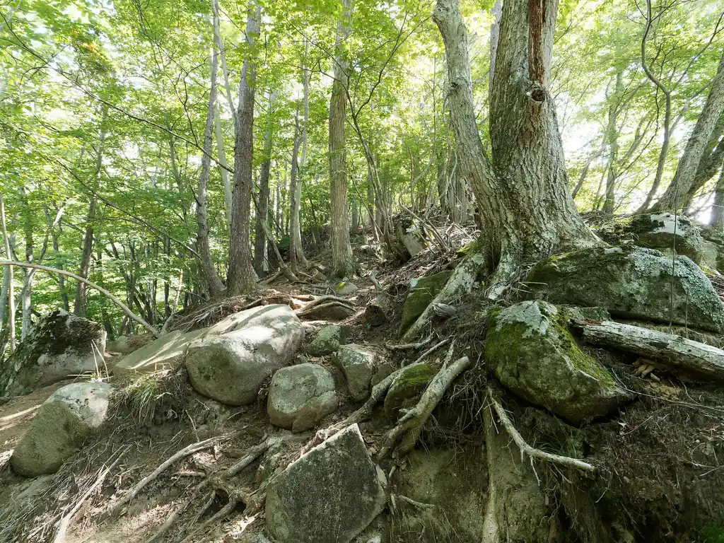 登山道に入って丸川峠までは延々と急登が続きます。
本当にいい加減にしてくれ…と言わんばかりのきつさでした。
標高があがるにつれて岩が増えてくるんですが、特に目立った危険個所はない道です。